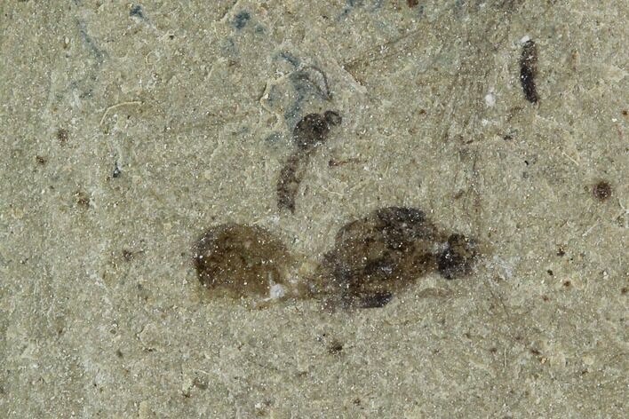 Fossil Ant And Fly - Green River Formation, Utah #108834